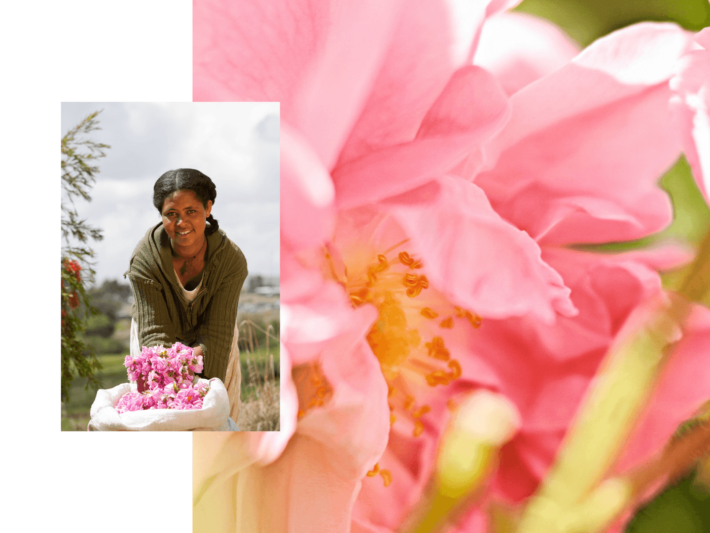 Rohstoff für viele Dr. Hauschka-Produkte: Junge Frau in Äthiopien bei der Rosenernte